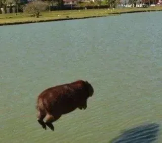 💀 db730687 คาปิบารา, สัตว์, น้ำ, กระโดด, สัตว์ฟันแทะ, สัตว์ป่า telegram sticker