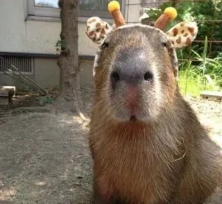 Ok I pull up :: @fStikBot telegram stickers