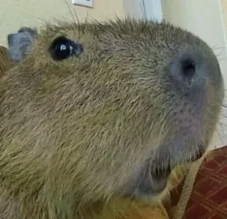 🌟 ebeb0e11 คาปิบารา, สัตว์, สัตว์ฟันแทะ, น่ารัก, สัตว์ป่า, ธรรมชาติ telegram sticker