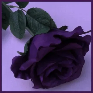 🥀 45efbe10 purple rose, flower, plant, rose telegram sticker