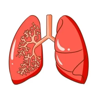 🫁 e36c946d poumons, anatomie, organes, santé, respiratoire whatsapp sticker