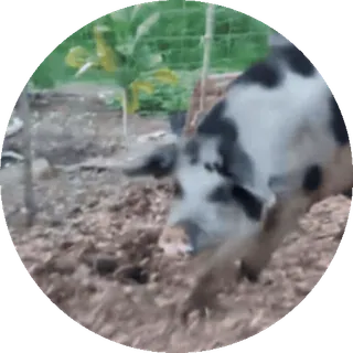 🐖 422fea04 Schwein, Tier, Nutztier, Vieh, Haustier, Säugetier telegram sticker