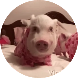 🙂 521cc349 schwein, tier, süß, haustier, rosa, säugetier telegram sticker