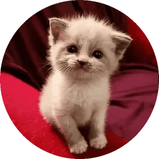 🌟 6aee4880 Kätzchen, Katze, Haustier, Tier, süß, Katzenartig telegram sticker