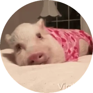 🥱 87c207ed Schwein, Haustier, Tier, süß, zahm, Nutztier telegram sticker