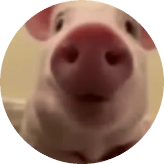 🔥 899e3050 Schwein, Tier, süß, Schnauze, Nutztier, rosa telegram sticker