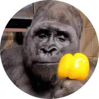 Хуйня какая-то :: @fStikBot whatsapp stickers