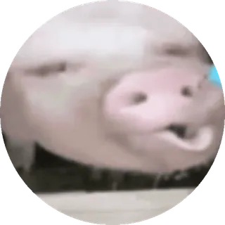 🥓 ecd3cecf schwein, tier, lustig, meme, süß, aufkleber telegram sticker