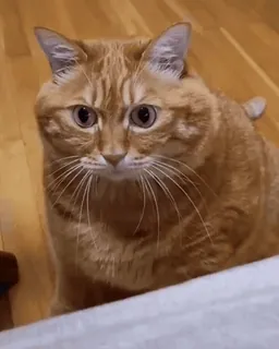 🐈 0f463842 gato, gato laranja, animal doméstico, animal de estimação, felino telegram sticker