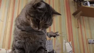 🐈 2e0001aa gato, animal, animal de estimação, felino, tigrado, rato, brinquedos telegram sticker