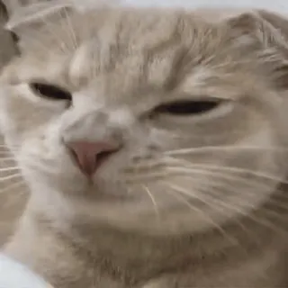 🐈 4390ed6d gato, gatinho, animal, animal de estimação, fofo, scottish fold, arrogante, meme telegram sticker