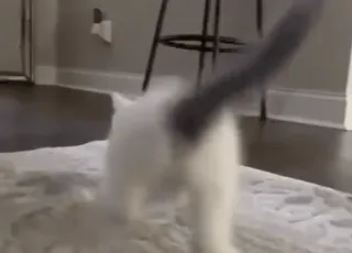 🐈 95faddd1 gato, animal, animal de estimação, animal doméstico, casa, andando, gato branco telegram sticker