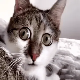 🐈 d1acec64 gato, engraçado, animal, animal de estimação, fofo, meme, olhos arregalados, chocado telegram sticker