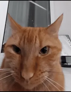 🐈 e22180e4 gato, gato ruivo, animal doméstico, animal de estimação, felino, close-up, retrato animal telegram sticker