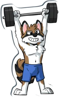 💪 56c3f054 procione, sollevamento pesi, esercizio, animale, cartone animato, palestra, fitness telegram sticker