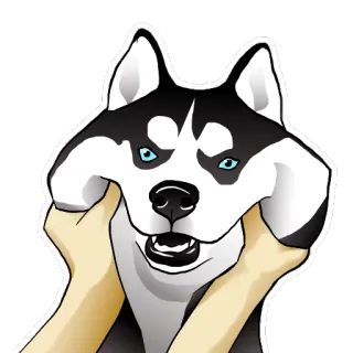 😬 0e43f6b7 狗, 哈士奇, 搞笑, 可爱, 动物 telegram sticker