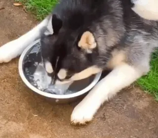 Husky mood🍂 @sushiUwU whatsapp stickers