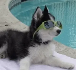 ⭐️ 159d53a8 cane, occhiali da sole, husky, piscina, cool telegram sticker