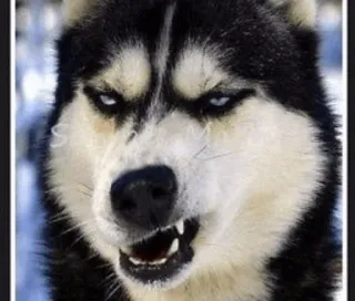 Husky mood🍂 @sushiUwU telegram stickers