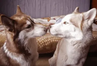 Husky mood🍂 @sushiUwU whatsapp stickers