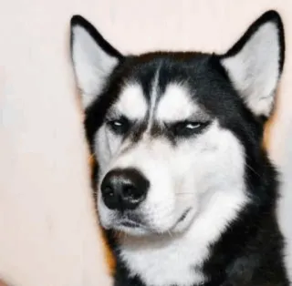 🍁 7e1625e0 cane, husky, arrabbiato, meme, animale, divertente telegram sticker