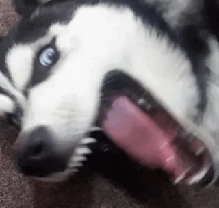 Husky mood🍂 @sushiUwU whatsapp stickers