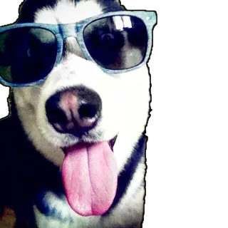 😎 21962161 หมา, แว่นกันแดด, ฮัสกี้, เท่, สัตว์, สัตว์เลี้ยง whatsapp sticker
