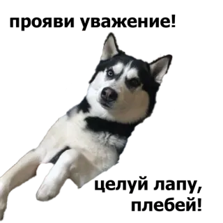 😏 5e731ae2 หมา, ฮัสกี้, สัตว์เลี้ยง, สัตว์ whatsapp sticker