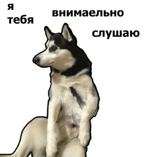 😉 e6416123 ฮัสกี้, หมา, สัตว์, สัตว์เลี้ยง, น่ารัก, นั่ง whatsapp sticker