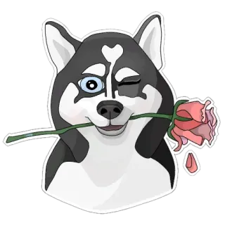 🌹 82589deb 狗, 哈士奇, 花, 玫瑰, 心, 动物, 宠物, 可爱 whatsapp sticker