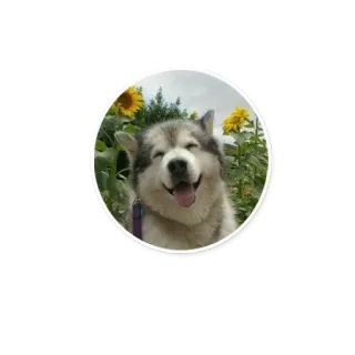 HuskyPlanet Official Stickers telegram stickers
