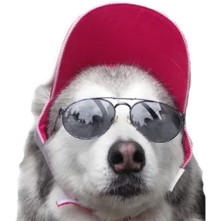 😎 488d370a pies, husky, czapka, okulary przeciwsłoneczne, zwierzę, zwierzę domowe telegram sticker