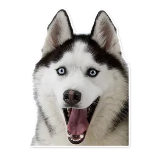 HuskyPlanet Official Stickers telegram stickers
