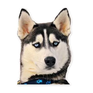 😐 ac8fdc9a husky, pies, zwierzę, zwierzak, niebieskie oczy telegram sticker