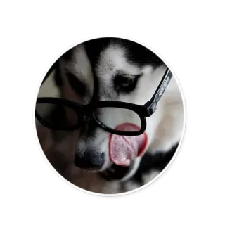 😜 e8f0c030 pies, okulary, zwierzę domowe, zwierzę, husky, naklejka telegram sticker