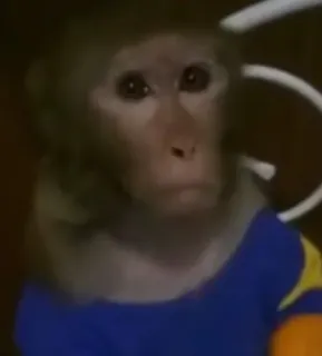 😐 14557871 monyet, binatang, kera, primata, lucu, kaos biru whatsapp sticker