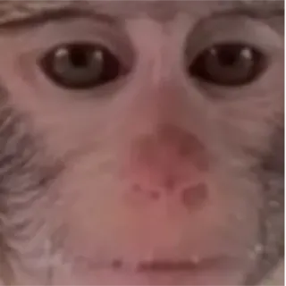 😶 18ad0f6c monyet, binatang, primata, close up, wajah whatsapp sticker