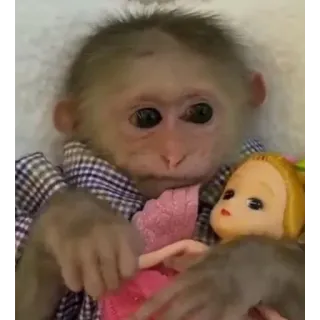 🎎 1b4a0e6d monyet, boneka, hewan, imut, primata, mainan whatsapp sticker