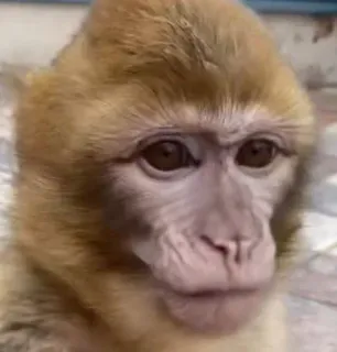 😑 21112aa4 monyet, binatang, primata, imut, satwa liar whatsapp sticker