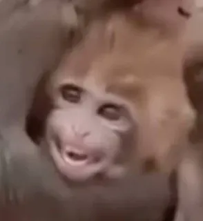 😀 362ea78b monyet, binatang, primata, lucu, meme, imut whatsapp sticker