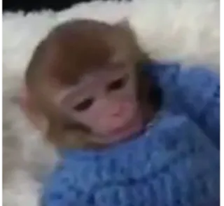 😔 53730b94 monyet, hewan, lucu, primata whatsapp sticker