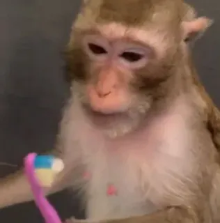 🪥 555043f4 monyet, binatang, sikat gigi, mamalia, primata whatsapp sticker