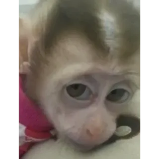 🤨 566f68a6 monyet, hewan, lucu, primata, mamalia whatsapp sticker