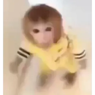 🕴 65fc8b42 monyet, binatang, lucu, meme, viral, lucu, kera whatsapp sticker