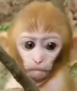 😠 71fcf75b monyet, binatang, primata, imut, satwa liar whatsapp sticker