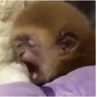 🥱 7aa1a5a7 monyet, bayi monyet, tidur, menguap, hewan, lucu whatsapp sticker