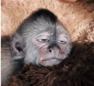 🙄 840e326c monyet, hewan, mamalia, primata, imut, tidur, malas whatsapp sticker