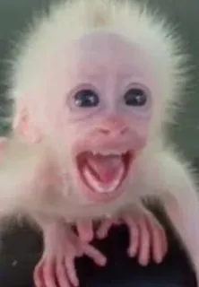 😱 8f9cd7e8 monyet, albino, hewan, primata, satwa liar whatsapp sticker