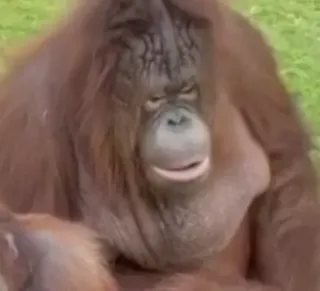 😦 92e2eb03 Orangutan, Kera, Binatang, Mamalia, Primata, Satwa liar, Kebun binatang, Alam whatsapp sticker