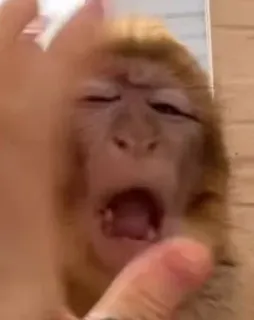 😵 968df810 monyet, binatang, primata, lucu, wajah, ekspresi whatsapp sticker